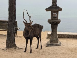 Cervi di Nara e Miyajima