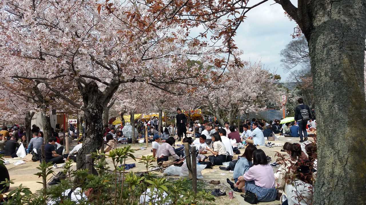 Picnic per la fioritura dei ciliegi a Kyoto