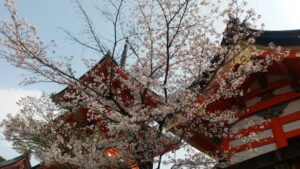 Ciliegi in fiore a Kyoto