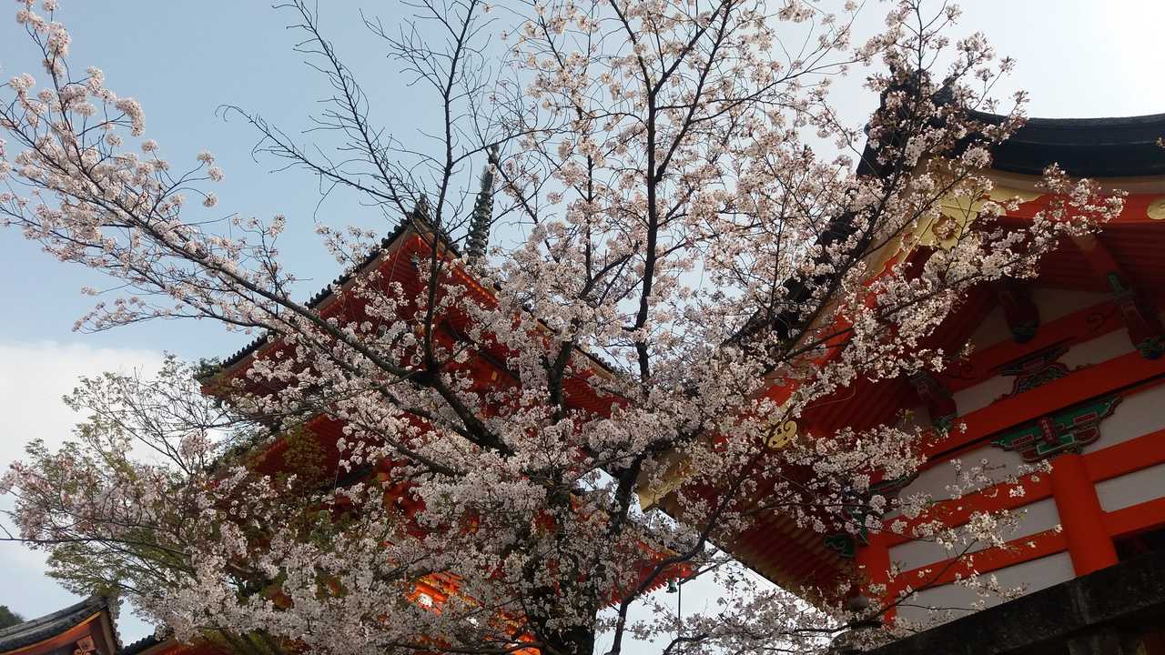 Ciliegi in fiore a Kyoto