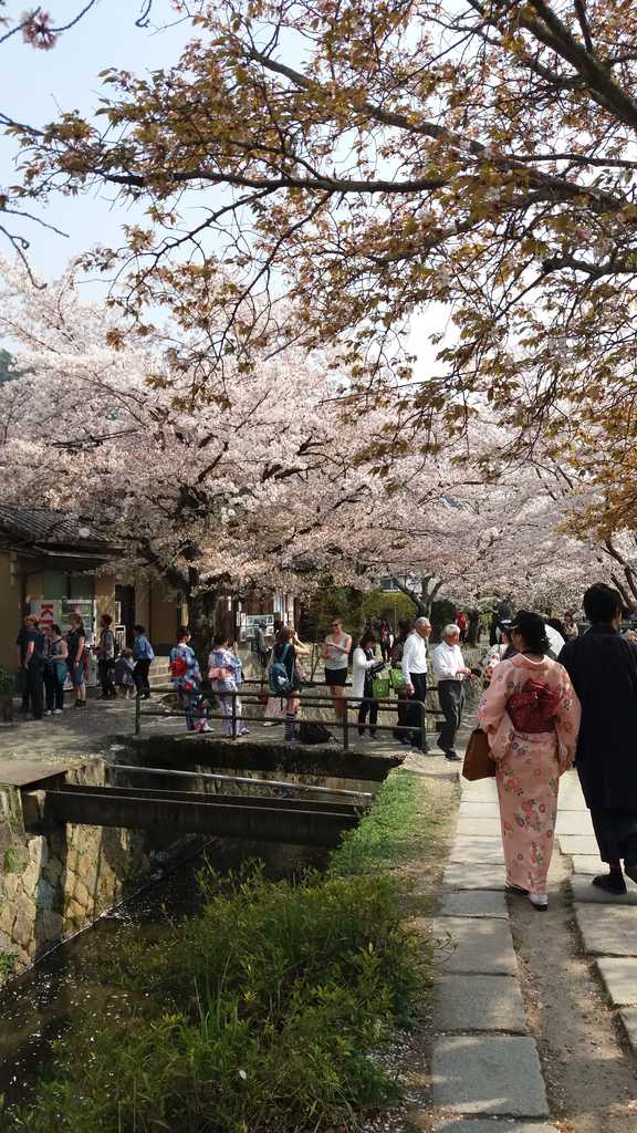 Strada dei filosofi a Kyoto